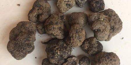 tartufo nero pregiato di San Marino