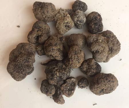 tartufo-nero-pregiato-di-San-Marino tartufo nero pregiato di San Marino