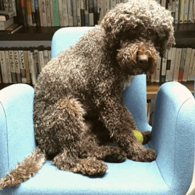 Lagotto