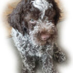Lagotto romagnolo