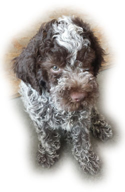 Lagotto-Sirio01 Lagotto romagnolo