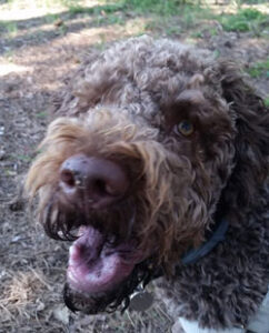 Lagotto da tartufo