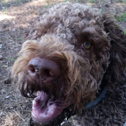 Lagotto da tartufo