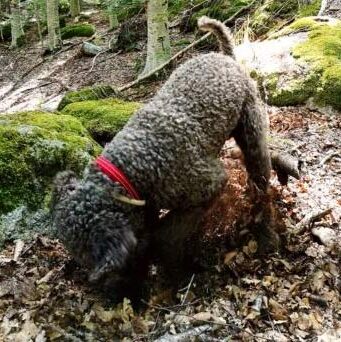 lagotto romagnolo