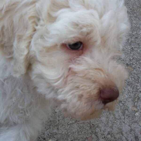 Lagotto Romagnolo