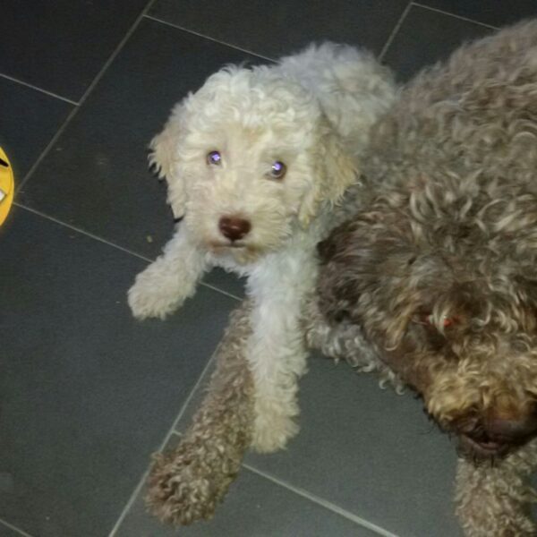 Lagotto Romagnolo
