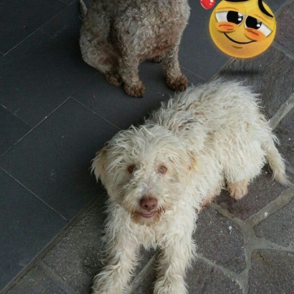 Lagotto Romagnolo
