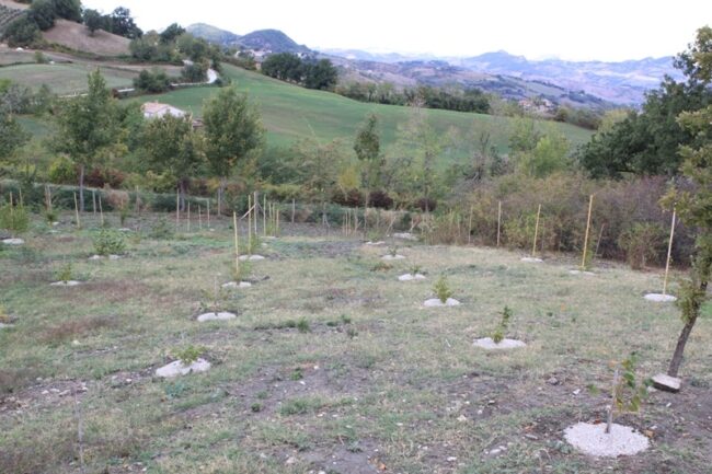TARTUFAIA SCORZONE NERO PREGIATO 05