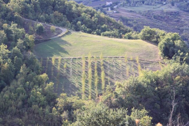TARTUFAIA SCORZONE,NERO PREGIATO (FORNITURA PIANTE VECCHI VIVAI)