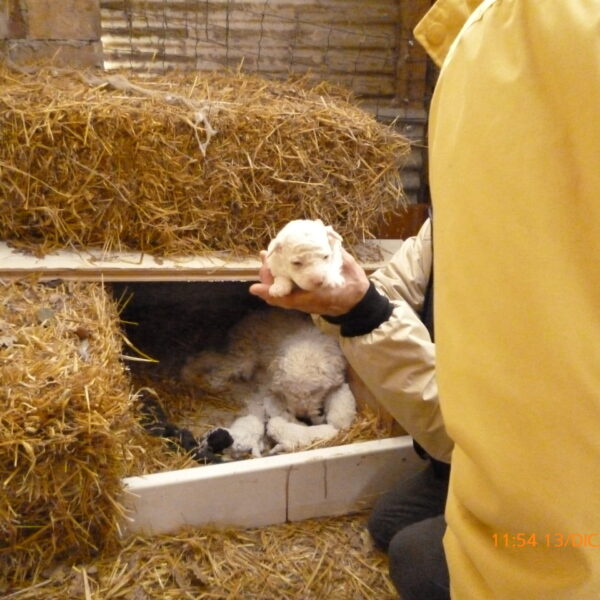 cucciolo lagotto romagnolo