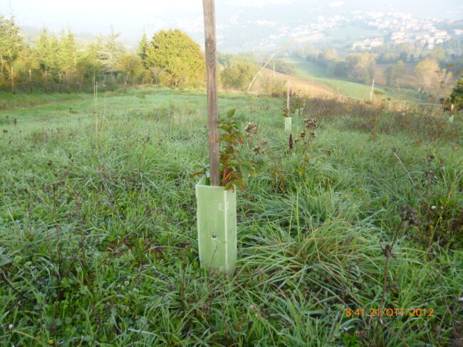 TARTUFAIA NUOVA NERO 06