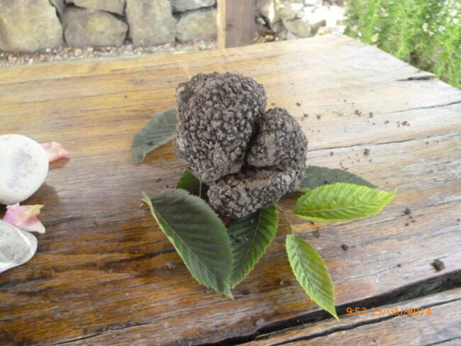 Tartufo scorzone estivo estratto dalla tartufaia di un nostro associato 16