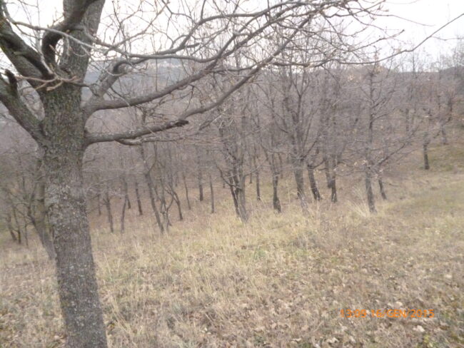 Tartufaia Monte Cerreto08