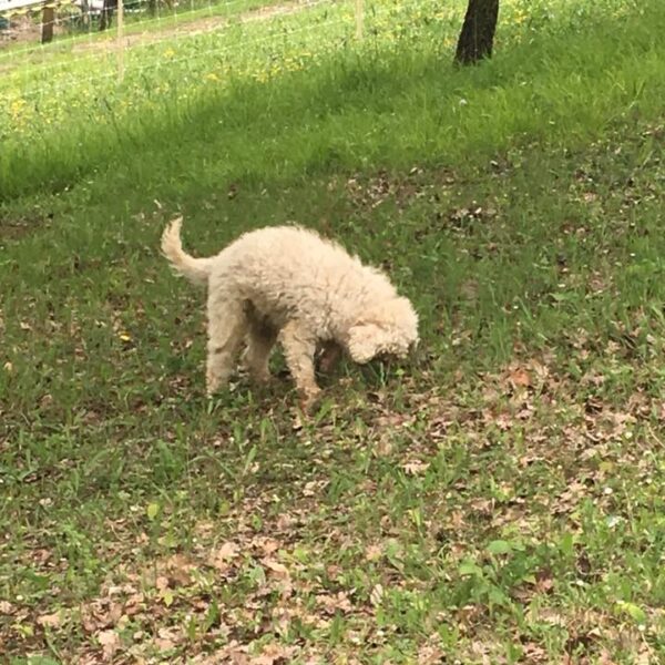 lagotto romagnolo cane da tartufo in cerca