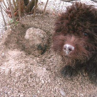 lagotto con tartufo