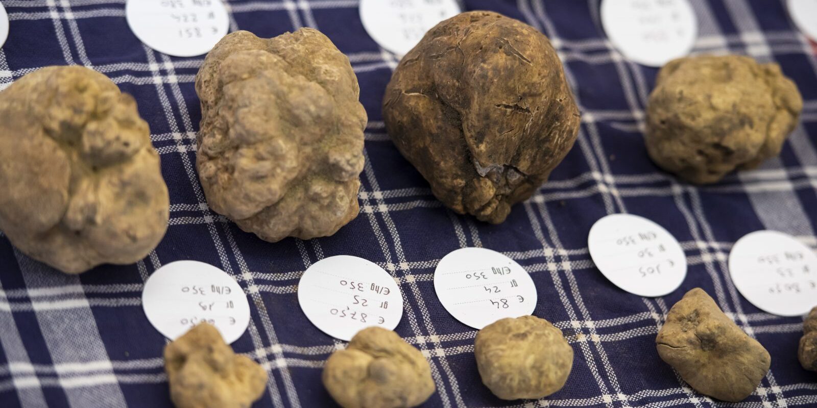 FieraTartufo2020 fiera tartufo