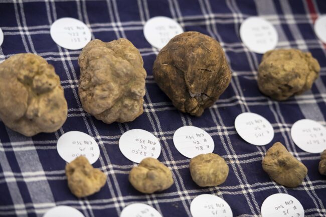 fiera tartufo