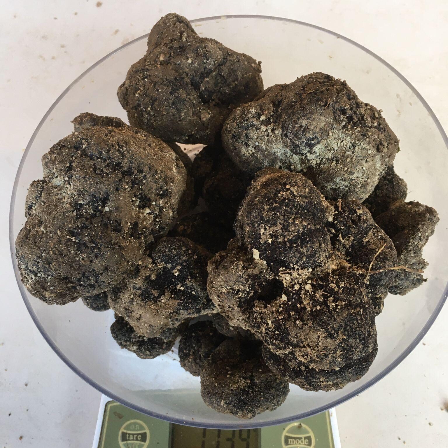 Tartufo nero Pregiato di San Marino