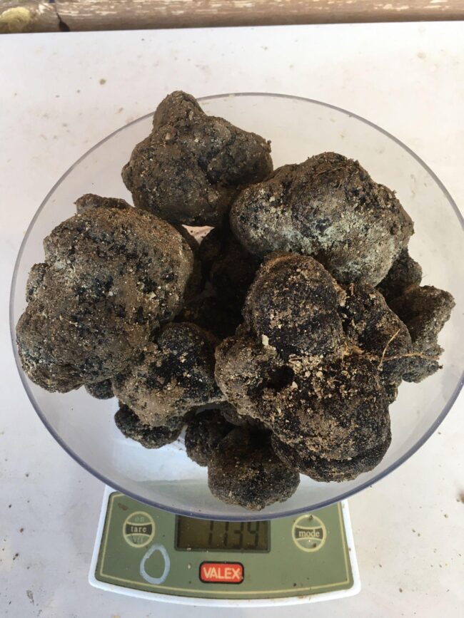 Tartufo nero Pregiato di San Marino