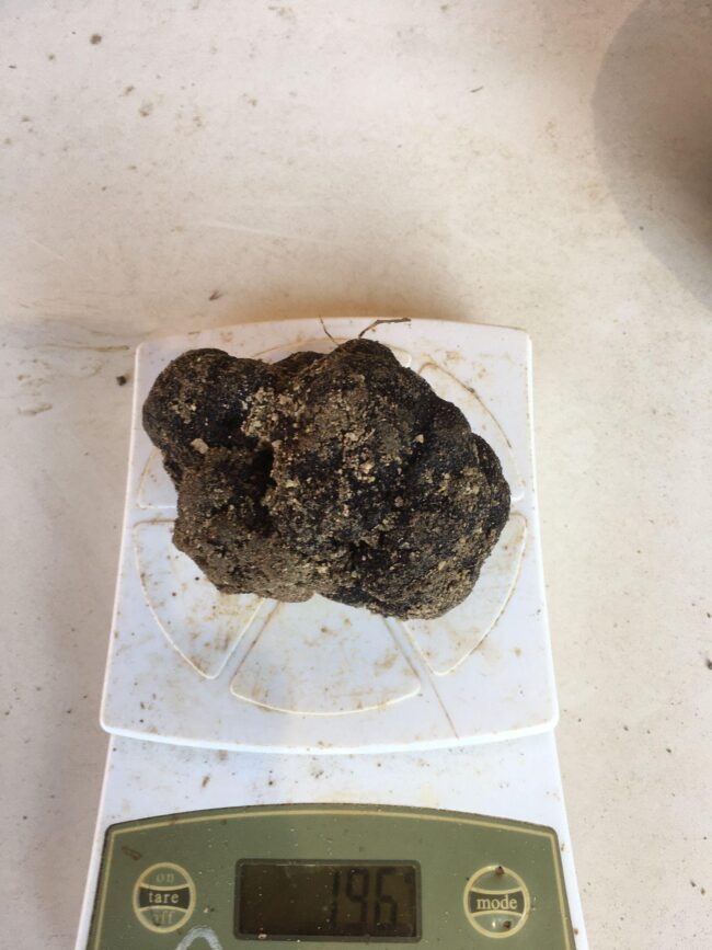 Tartufo nero Pregiato di San Marino