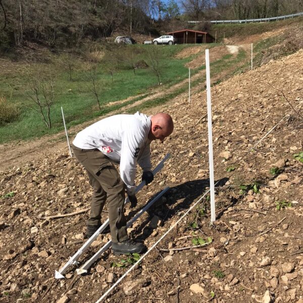 Piante micorrizate tartufo nero pregiato San Marino