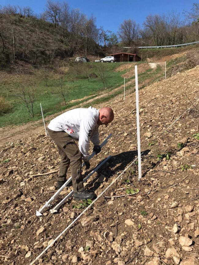 Piante micorrizate tartufo nero pregiato San Marino