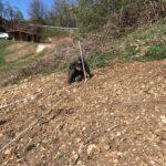 Piante micorrizate tartufo nero pregiato San Marino