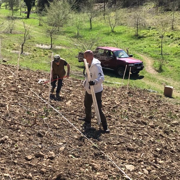 Piante micorrizate tartufo nero pregiato San Marino