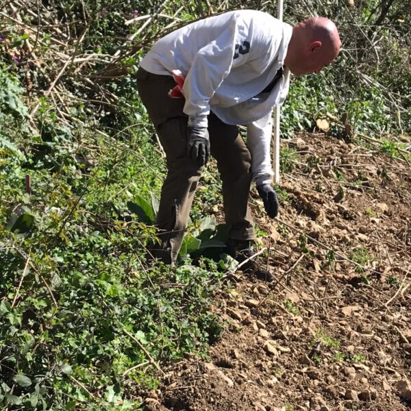 Piante micorrizate tartufo nero pregiato San Marino