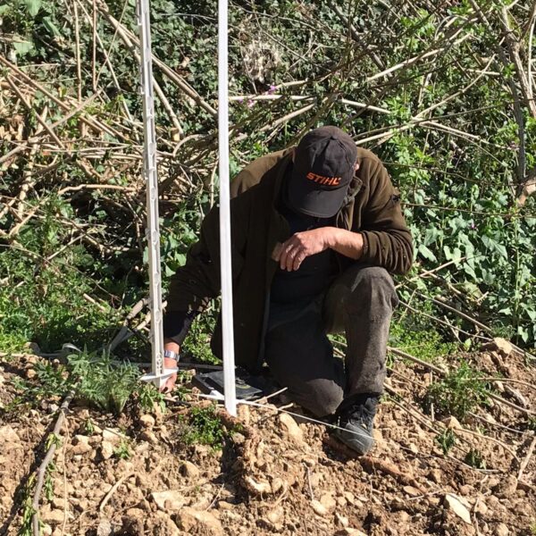 Piante micorrizate tartufo nero pregiato San Marino