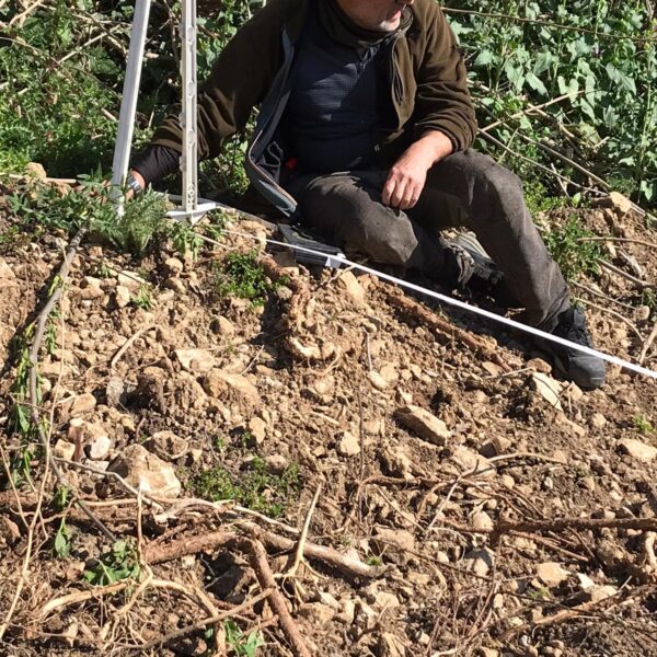 Piante micorrizate tartufo nero pregiato San Marino
