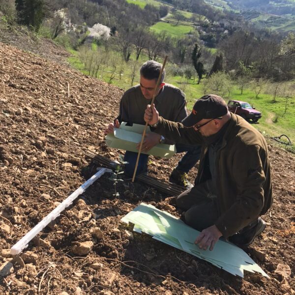 Piante micorrizate tartufo nero pregiato San Marino