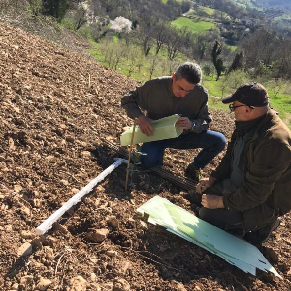 Piante micorrizate tartufo nero pregiato San Marino