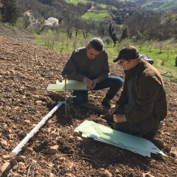 Piante micorrizate tartufo nero pregiato San Marino