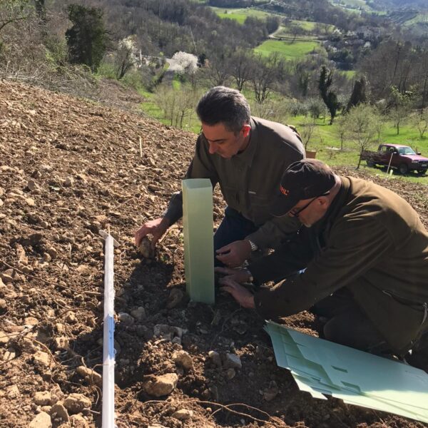 Piante micorrizate tartufo nero pregiato San Marino