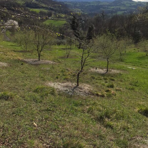 Piante micorrizate tartufo nero pregiato San Marino