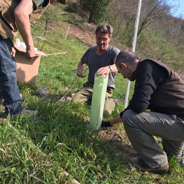 Piante micorrizate tartufo nero pregiato San Marino