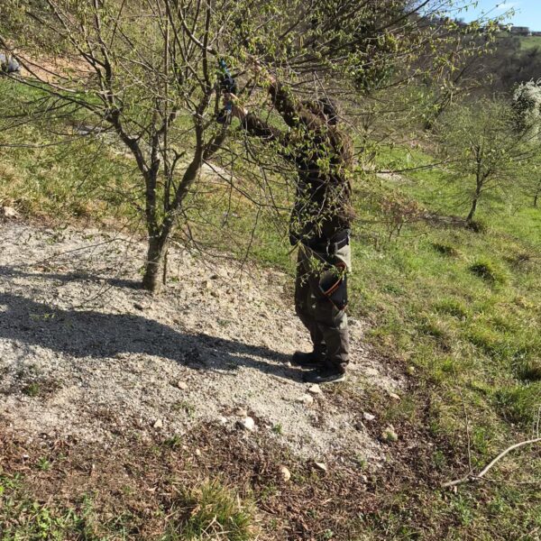 Piante micorrizate tartufo nero pregiato San Marino